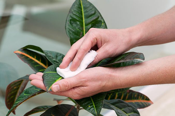 Una mano limpia una hoja de una planta con un paño blanco.