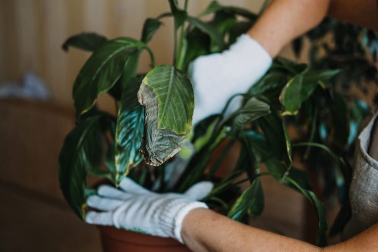 Manos con guantes cuidando una planta en maceta. Hojas verdes con algunas manchas.